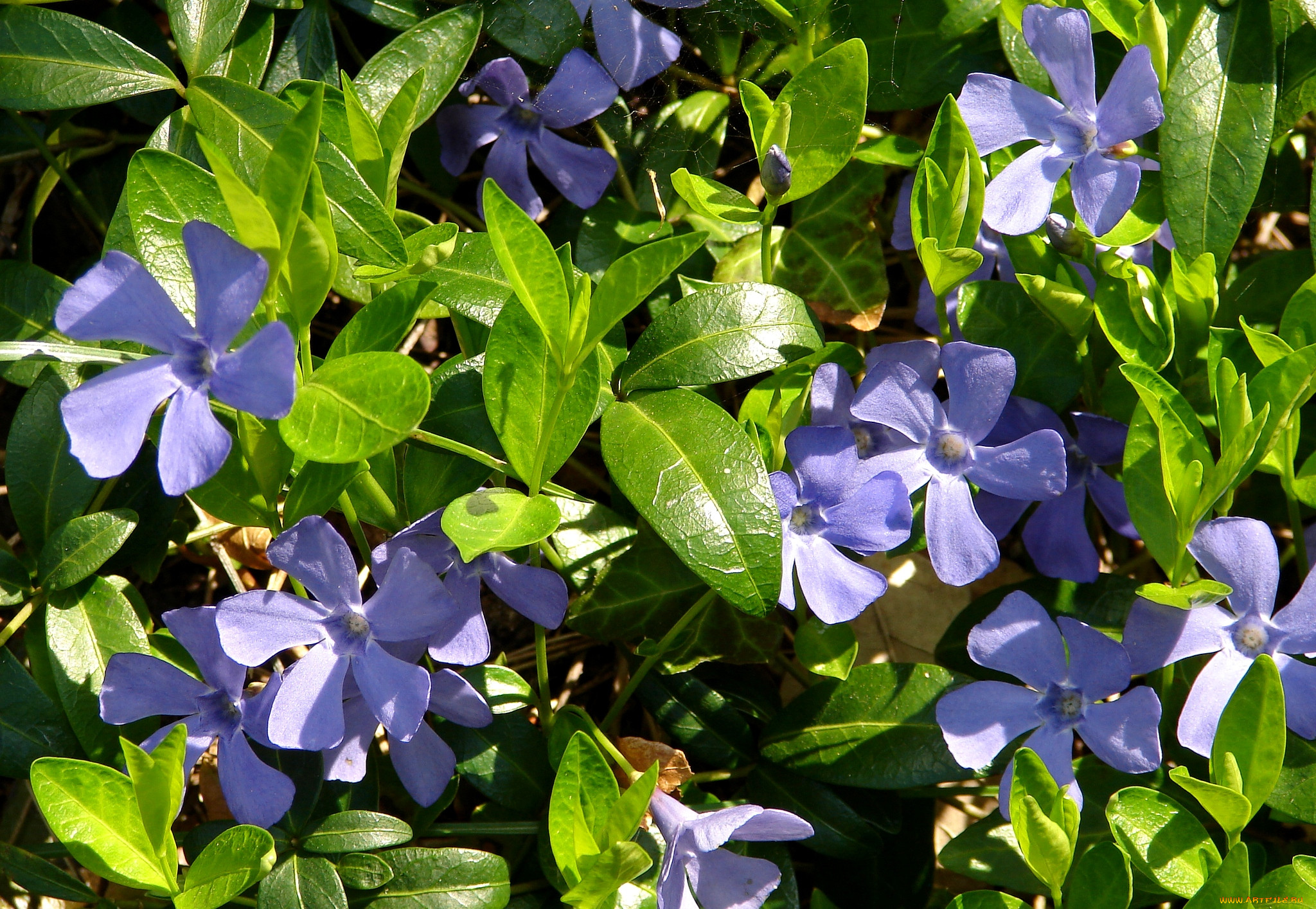 Барвинок Vinca Minor